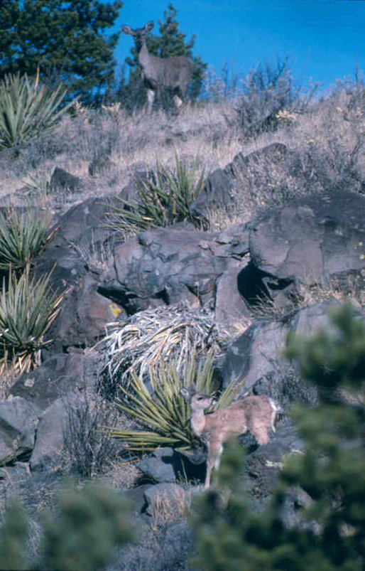 sf_coues_doe_fawn.jpg